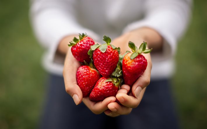 fraises en mains, baies, fraises, fruits sains, saison des fraises, baies en mains