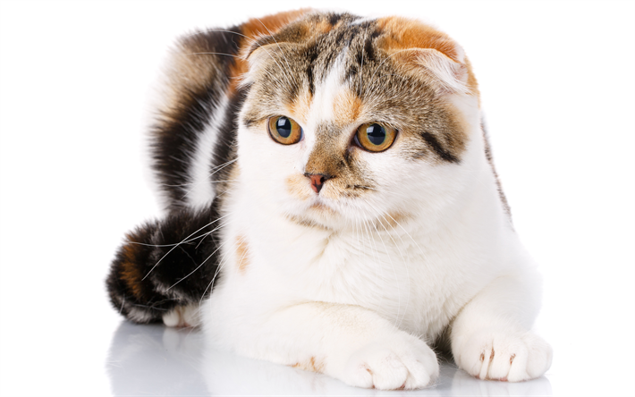 Scottish Fold Gato, 4k, gato dom&#233;stico, blanco-marr&#243;n, gato, mascotas, gatos, animales lindos, close-up, Scottish Fold