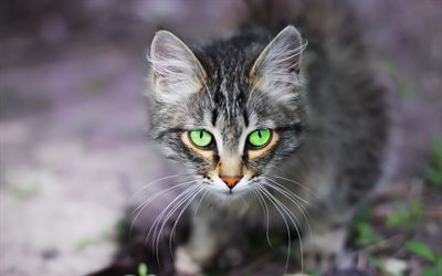 قصير الذيل الأمريكي, القط الرمادي, العيون الخضراء, الحيوانات لطيف, الحيوانات الأليفة, القطط