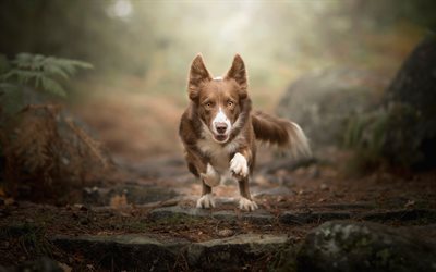 4k, Border Collie, forest, pets, cute animals, running dog, brown border collie, dogs, Border Collie Dog