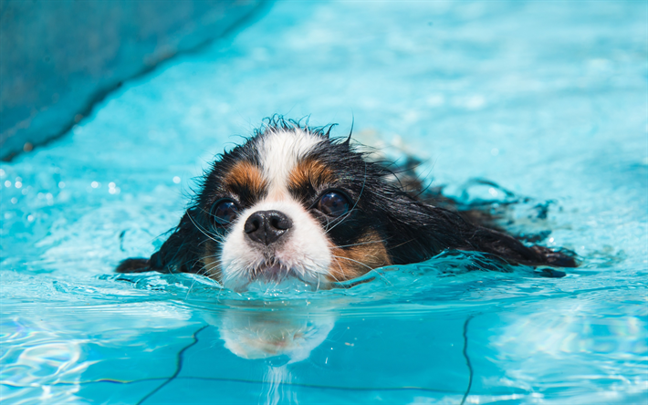 Cavalier King Charles Spaniel, swimming dog, pets, cute animals, swimming pool, dog
