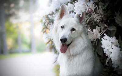 4k, White Shepherd, flowers, pets, White Swiss Shepherd, dogs, Berger Blanc Suisse, White Shepherd Dog