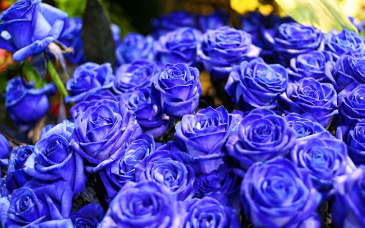 rosas azuis, macro, flores azuis, bokeh, rosas, bot&#245;es, buqu&#234; de rosas azuis, lindas flores, planos de fundo com flores, azul de bot&#245;es