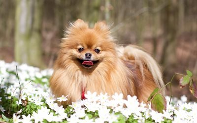 Pomeranian Spitz, lawn, dogs, pomeranian, forest