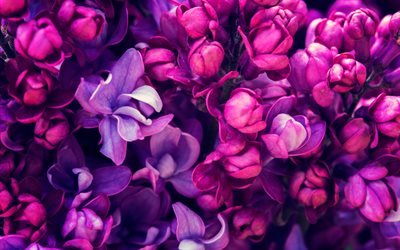 lilac, spring, close-up, purple flowers