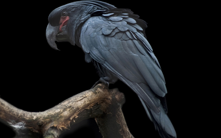 Blu cockatoo, uccelli, pappagalli, close-up, Cacatua pastinator