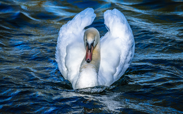 White swan, lake, beautiful bird, swans