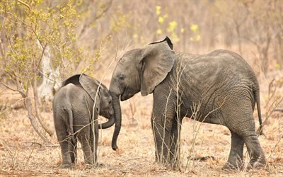 Pieni elefantti, Afrikka, iso norsu, wildlife, norsuja