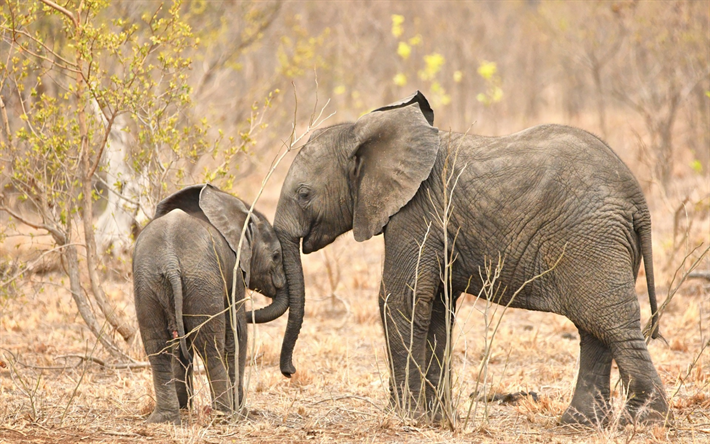 kleiner elefant, afrika, gro&#223;en elefanten, tiere, elefanten