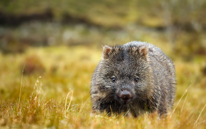 Wombat, field, marsupials, summer, wildlife, Australia, mammals