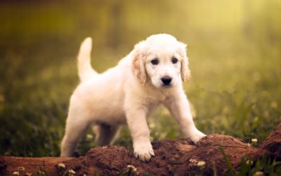 labrador, puppy, close-up, retriever, pets, bokeh, labradors, golden retriever