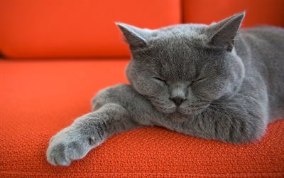 British Shorthair Cat, sleeping cat, close-up, gray cat, domestic cat, cats, cute animals, British Shorthair