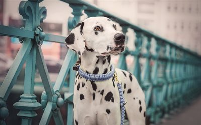 Dalmatian, white dog with black spots, pets, cute animals, dogs