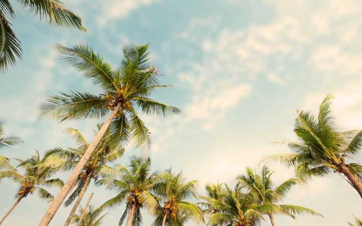 palms with coconuts, evening, sky, tropical islands, beach, summer vacation