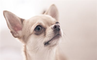 Chihuahua, close-up, cachorros, branco chihuahua, animais fofos, animais de estima&#231;&#227;o, Cachorro Chihuahua