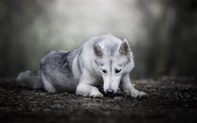 Wolfdog, floresta, bokeh, animais de estima&#231;&#227;o, cachorros, animais fofos, Wolfdog C&#227;o