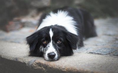 border collie, cute black and white dog, pets, breeds of good dogs