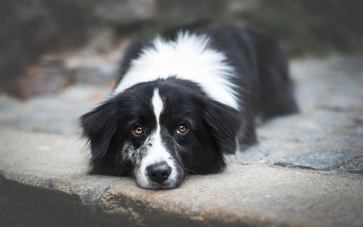 ボーダー collie, かわいい白黒犬, ペット, 品種の犬