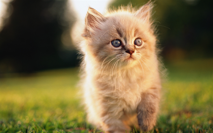 4k, Gato persa, gatito esponjoso, gato, gatos, c&#233;sped, los gatos dom&#233;sticos, mascotas, persa