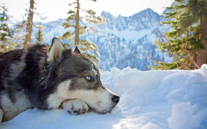 ハスキー, 雪, 森林, 大きな犬, 青い眼, かわいい動物たち