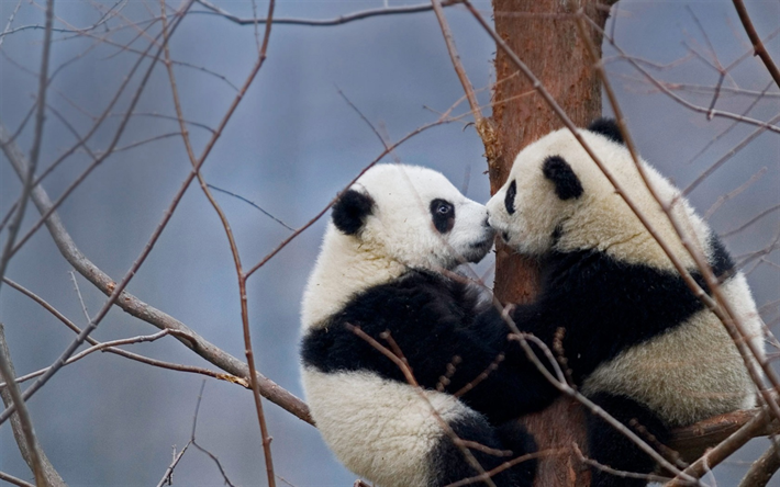pandas, couple, forest, pandas on the tree, cute bears, China, Tibet, Wolong National Nature Reserve, wildlife