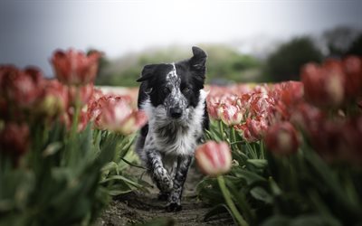 Border Collie, tulipas, animais de estima&#231;&#227;o, animais fofos, bokeh, c&#227;o de corrida, black border collie, cachorros, Border Collie Dog