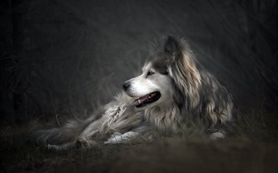 fluffy gray dog, Siberian husky, cute animals, dogs, pets
