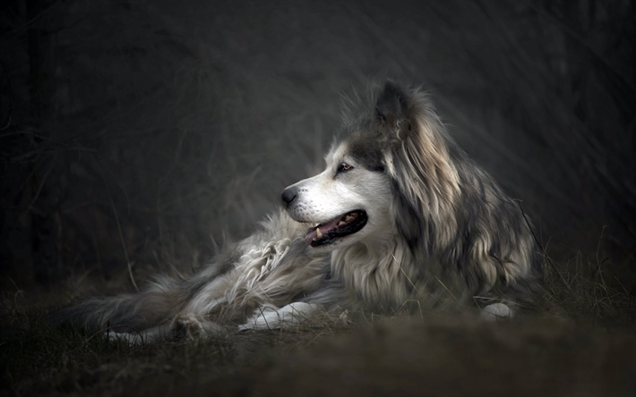 esponjoso gris perro, husky Siberiano, simp&#225;ticos animales, perros, mascotas