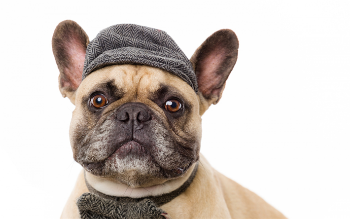 Pug, funny dog, portrait, dog in hat, cute animals