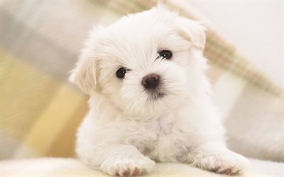 Maltese Dog, puppy, close-up, white dog, cute animals, pets, dogs, Maltese