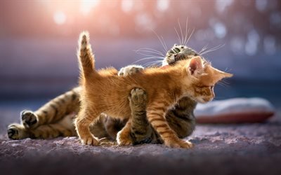 fluffy little ginger kitten, cute cats, gray cat, pets, friendship concepts