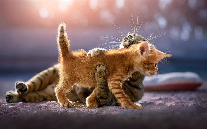 Download wallpapers fluffy little ginger kitten, cute cats, gray cat, pets, friendship concepts