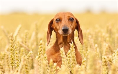 El Dachshund, trigo, mascotas, perros, close-up, de color marr&#243;n teckel, bokeh, animales lindos, Dachshund Perro
