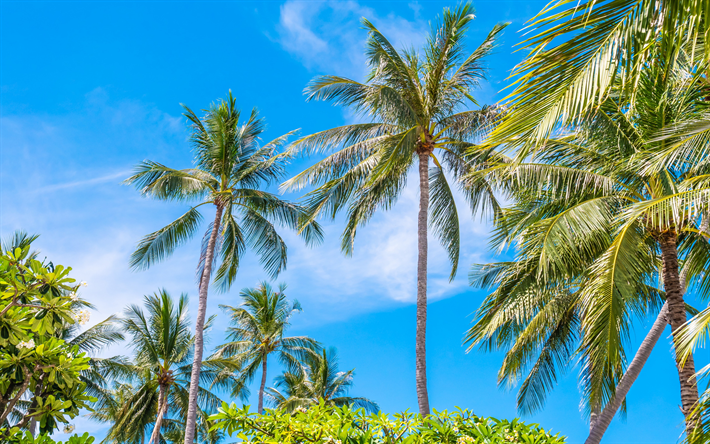 palmas, ver&#227;o, ilha tropical, cocos em uma palmeira, c&#233;u azul, turismo