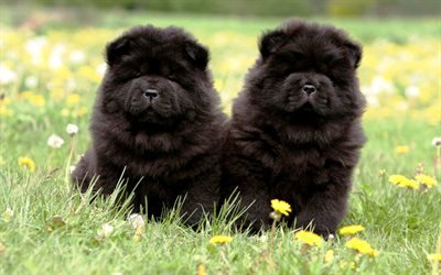 Chow Chow, twins, pets, furry dog, puppies, black Chow Chow, Songshi Quan, cute dogs, dogs, Chow Chow Dog