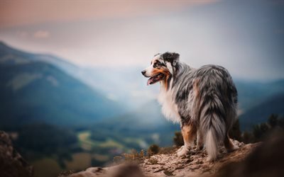Australian Shepherd, big fluffy dog, evening, sunset, mountains, pets, Aussies
