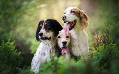Big Dogs, spaniels, Three Dogs, Forest, cute animals