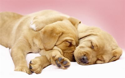 labradors, 寝犬, 子犬, リー, ペット, かわいい動物たち, 友好, 小labradors, ゴールデンレトリーバー