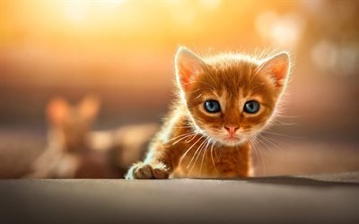 ginger kitten, small cat with blue eyes, cute animals, pets, cats