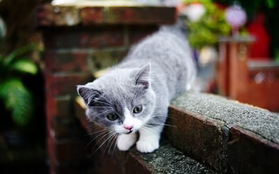 4k, Gato Brit&#225;nico de Pelo corto, gatito, bokeh, gato dom&#233;stico, gris gatito, gatos, animales lindos, British Shorthair