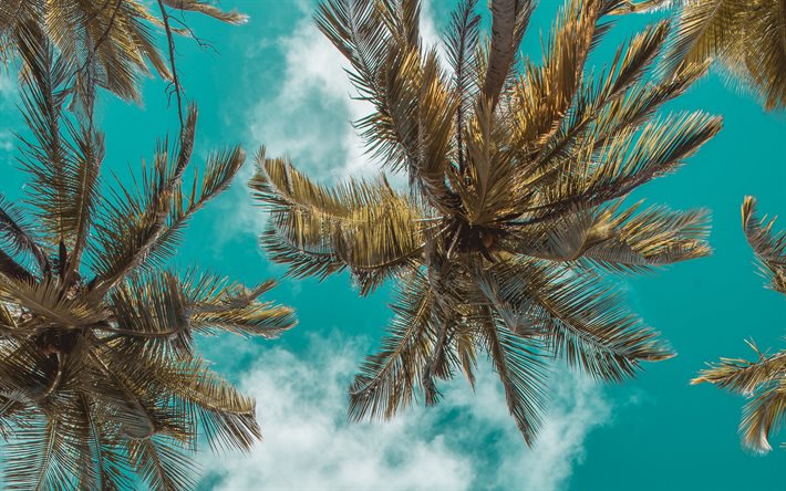 ダウンロード画像 ヤシの木下ビュー 青空 ヤシの葉に対するスカイ ヤシの木 夏 観光 夏旅 フリー のピクチャを無料デスクトップの壁紙