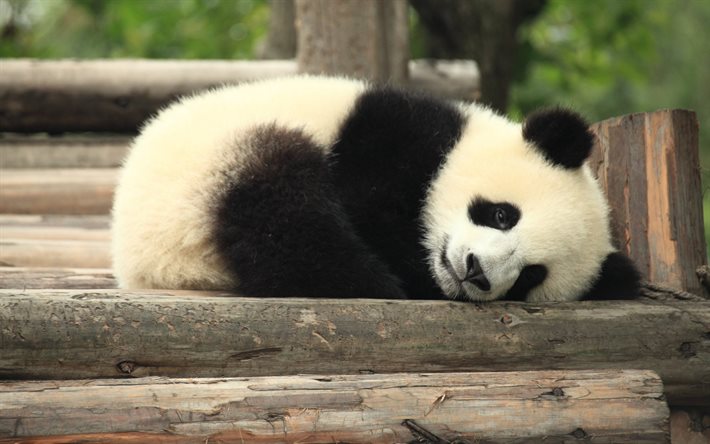 Herunterladen Hintergrundbild Sleeping Panda Niedliche Tiere Panda Little Bear Cub Sad Panda