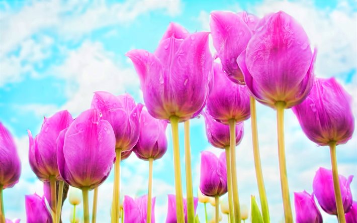 violetti tulppaanit, sininen taivas, kev&#228;t, violetit kukat, tulppaani kentt&#228;, makro, tulppaanit, bokeh, kev&#228;&#228;n kukat
