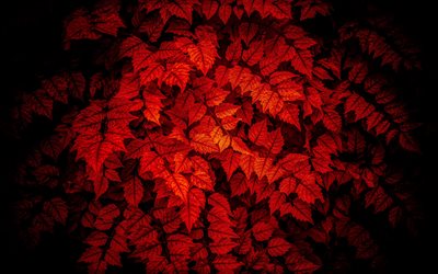 texture des feuilles rouges, fond avec feuilles d’automne, texture d’automne, texture des feuilles d’automne, fond rouge d’automne