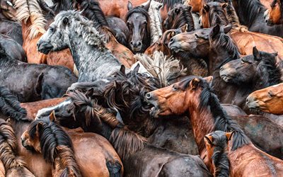 troupeau de chevaux, arri&#232;re-plan avec chevaux, concepts de chevaux, animaux sauvages, faune, chevaux