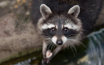 Raccoon, funny animals, close-up