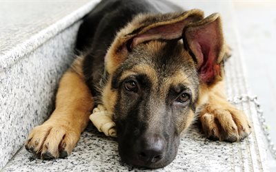 German shepherd, 4k, dogs, puppies, pets, cute animals
