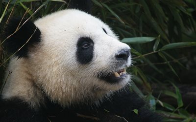 panda, animais fofos, jardim zool&#243;gico, ursos