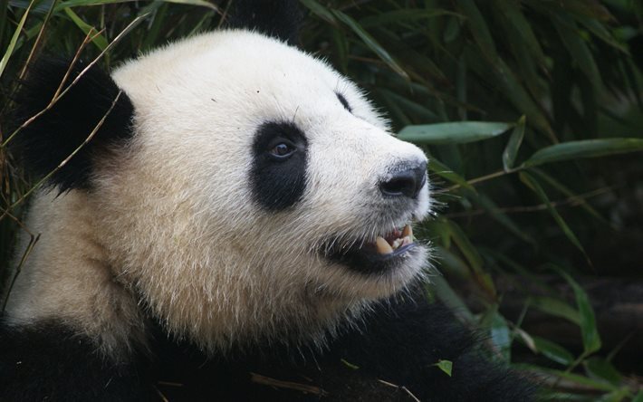 panda, animales lindos, zool&#243;gico de osos