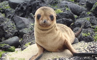 Deniz aslanı, 4k, komik hayvanlar, m&#252;h&#252;r, Galapagos Adaları